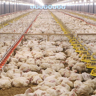 Ayam Broiler-Naga Tobing 1