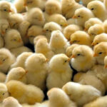 Ayam Broiler-Naga Tobing 11