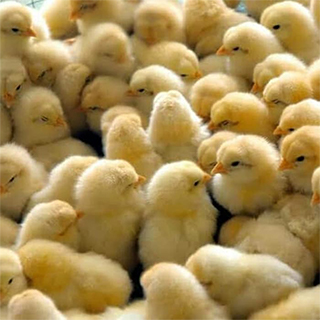 Ayam Broiler-Naga Tobing 11