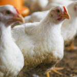 Ayam Broiler-Naga Tobing 2