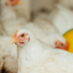 Ayam Broiler-Naga Tobing 3