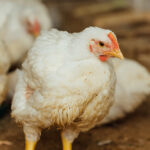 Ayam Broiler-Naga Tobing 4