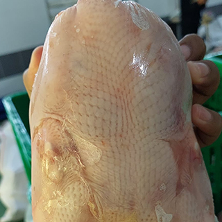 Ayam Broiler-Naga Tobing 8